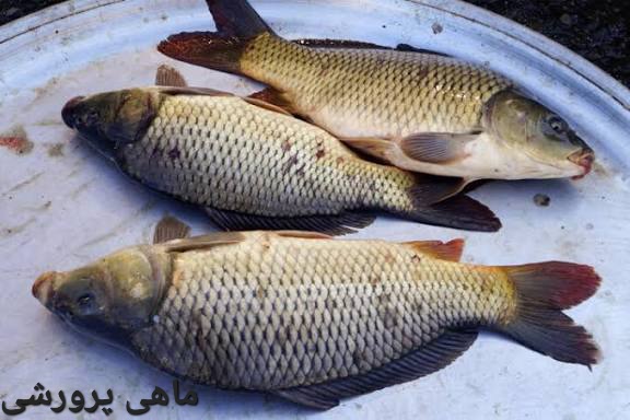 تصویر 1 از بهترین ماهی پرورشی صادراتی ایران + قیمت خرید عالی